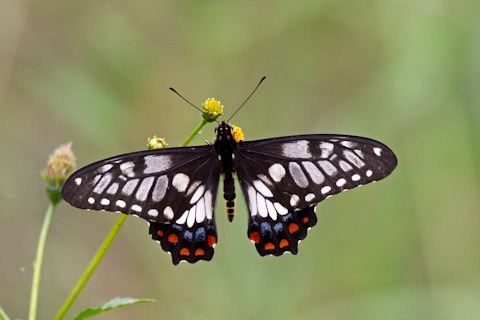 Dingy Swallowtail (Papilio anactus)